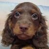 Example - chocolate/tan miniature dachshund puppy