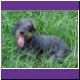 wire haired dachshund
