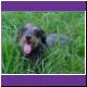 wire haired dachshund