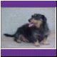 wire haired dachshund