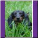 miniature dachshund
