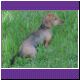 wire haired dachshund