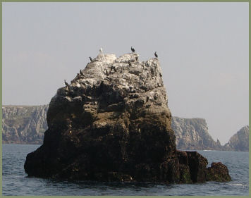 Kormorane und M�wen sitzen hier
