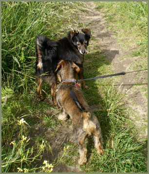 comment ca va, sagt der franz�siche Hund