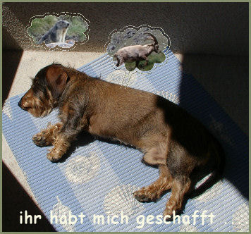 w�hrend des Koffer packens war Leo auf dem Balkon ...