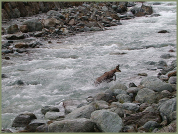 mutig springt die G�mse durchs Wasser und �ber die Felsen 