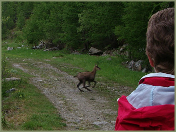 leider in den Wald hinein ...