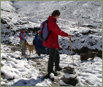 Diese  Retrieverh�ndin lief mit mir zusammen durch den Schnee.
