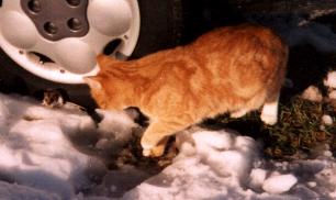 Thor chasing a mouse
