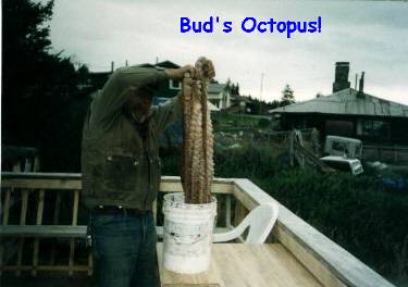 octopus.jpeg (15715 bytes)