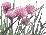 CHIVES
