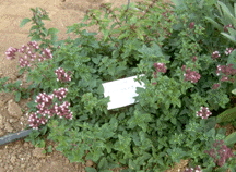 OREGANO