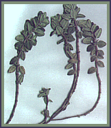THYME