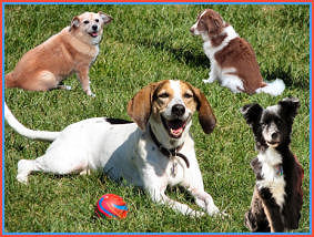 Collage of Daisy, Niki, Judee and Silkie