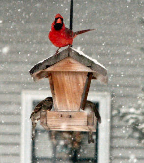 Cardinal on Guard