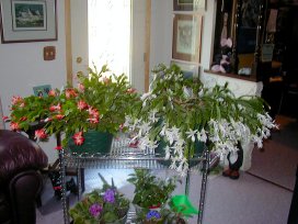 Christmas Cactus