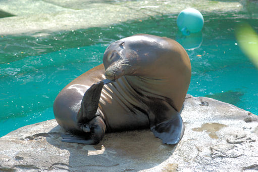 Seal