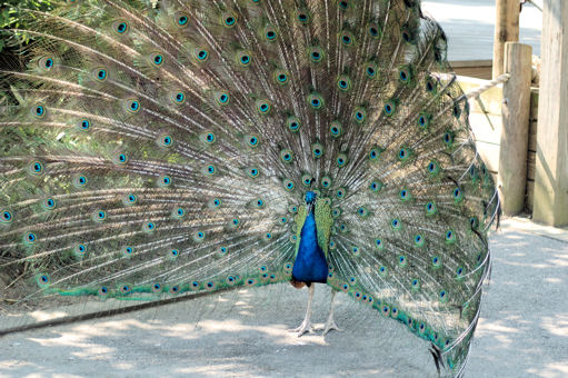 Peacock