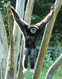 Black Gibbon