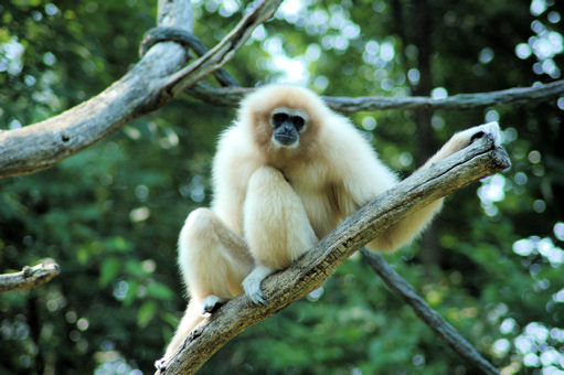 White Gibbon