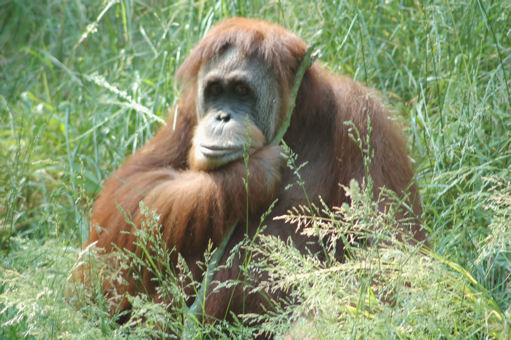 Orangutan