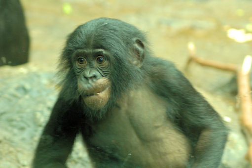 Bonobo Chimp