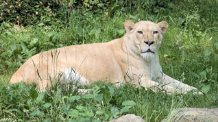 White Lioness