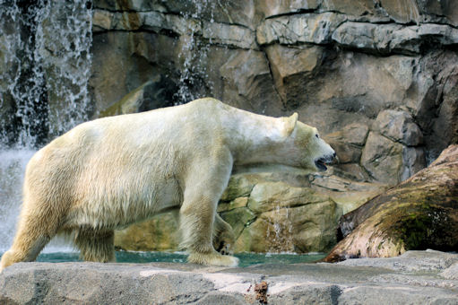 Polar Bear