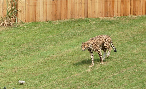 Cheetah Chasing Prey