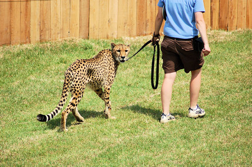 Cheetah Show Finished