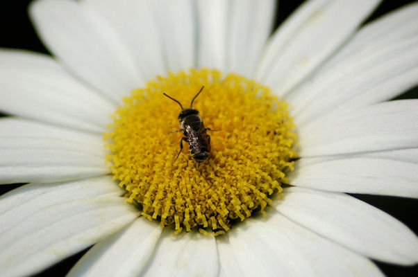 Bee on Flower