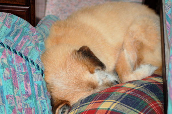 Daisy Sleeping