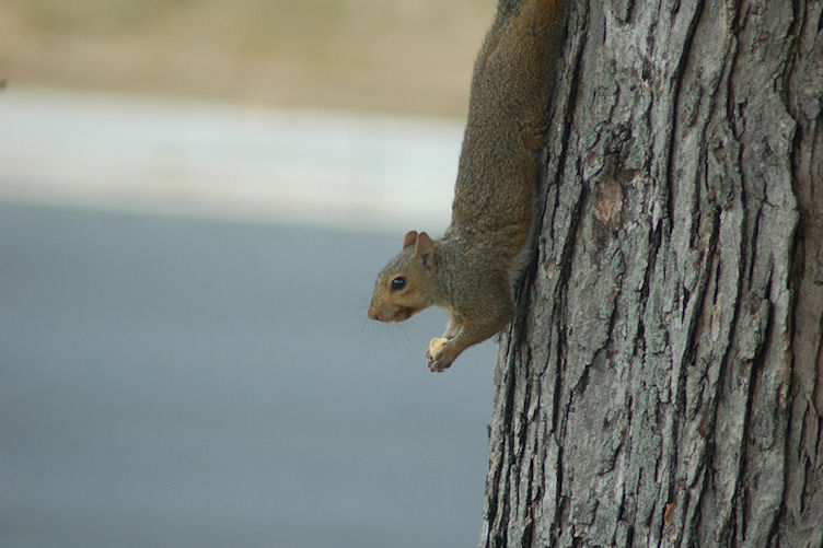 Squirrel