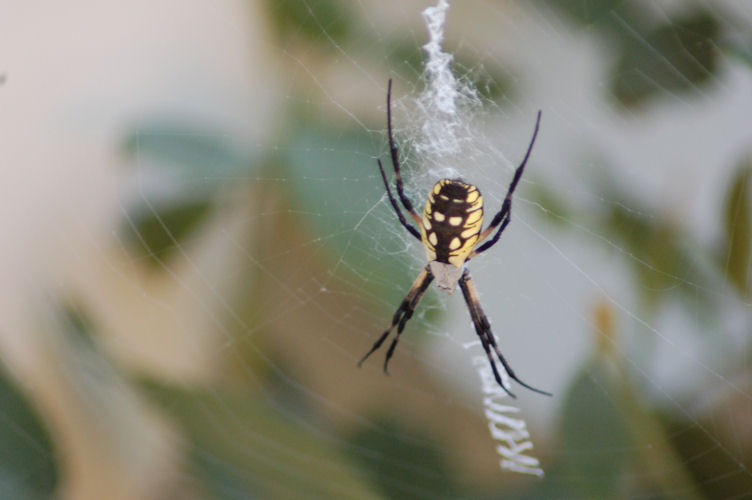 Spider