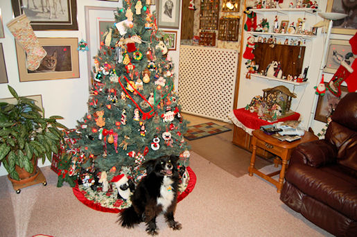 Silkie Waiting for Presents