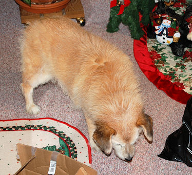 Daisy Looking for Leftovers