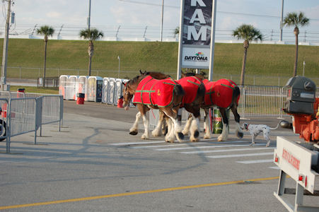 Bud Horses