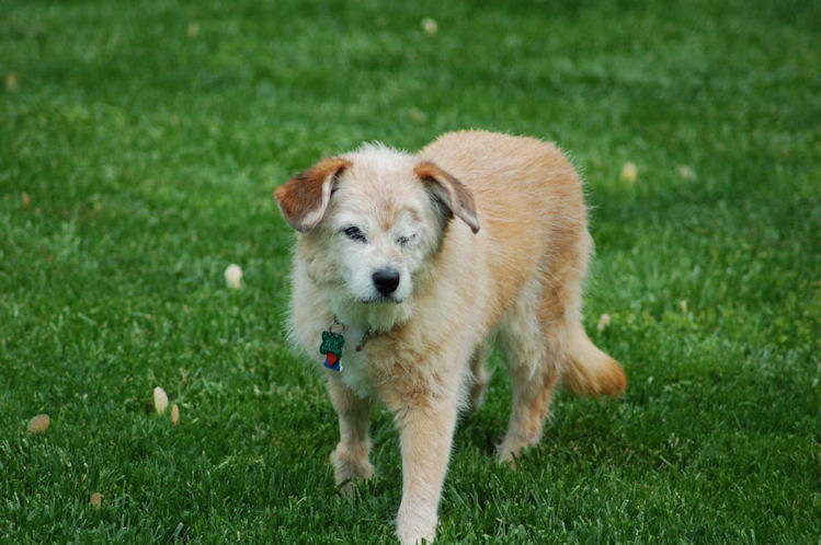 Daisy after Emergency Eye Surgery