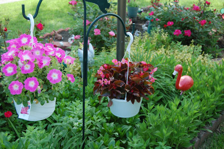 Back of Front Yard Garden