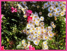 Fall Mums at Home