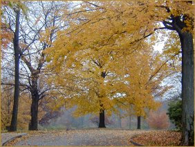 Trees turn in Oct