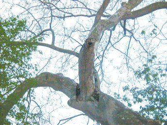 full tree with fish