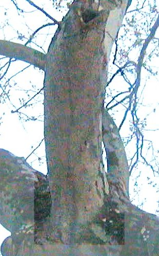 fish in tree