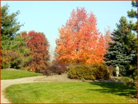 Fall Colors