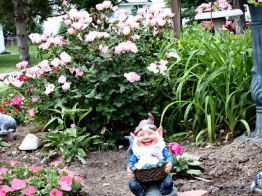 Gnome in Garden