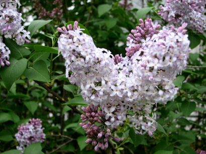 Lilac