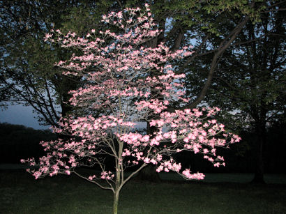 Dogwood at Sharon Woods