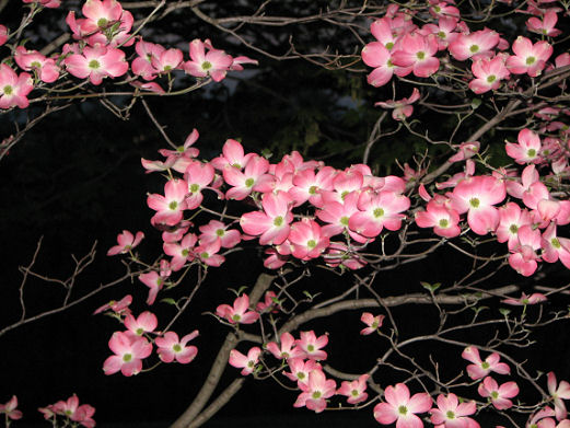 Dogwood up Close