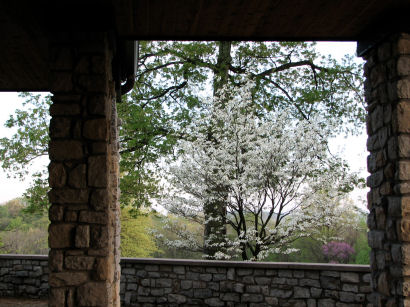 Dogwood at Patio at Sharon Woods