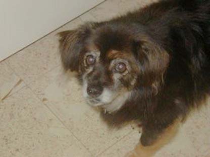 In Memory of Luckie